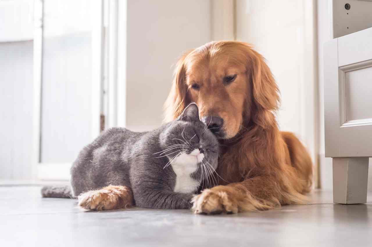 assicurazione animale domestico
