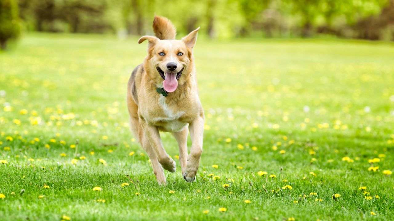 come proteggere gli animali dalle zecche