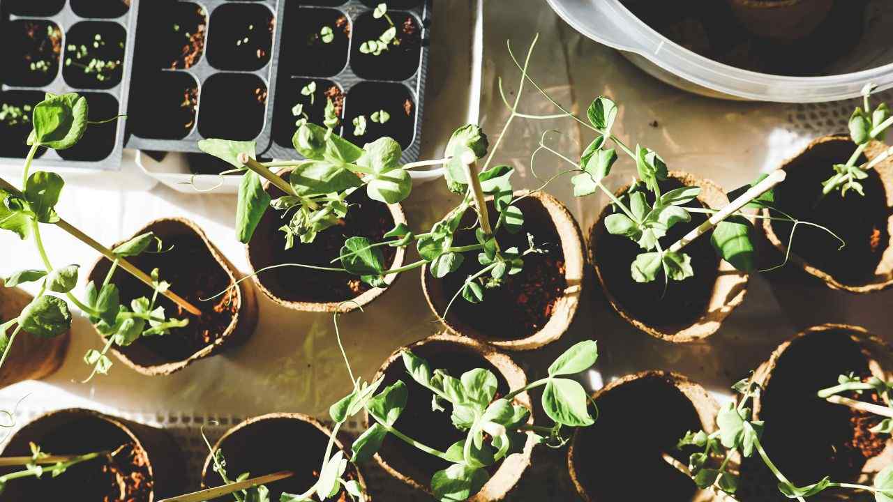 come coltivare l'avocado in casa