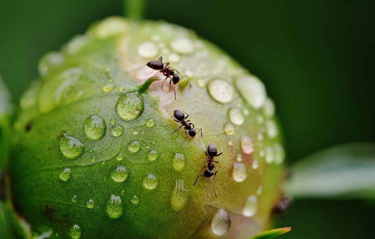 rimedi efficaci per formiche