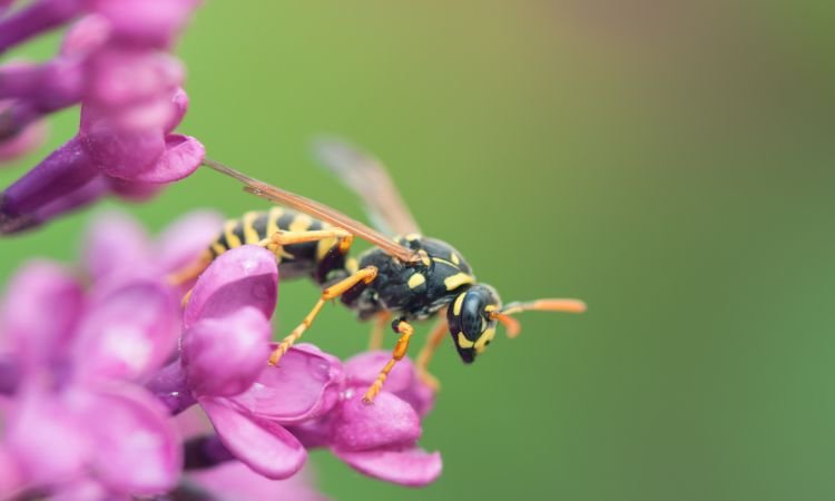 rimedi contro le vespe