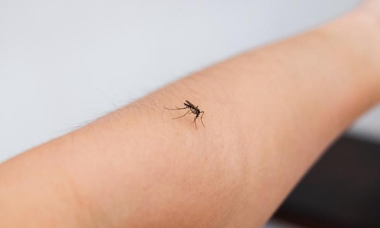 addio zanzare