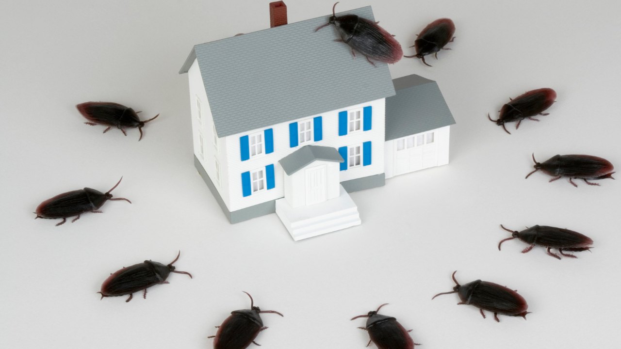 insetti rimedi fatti in casa