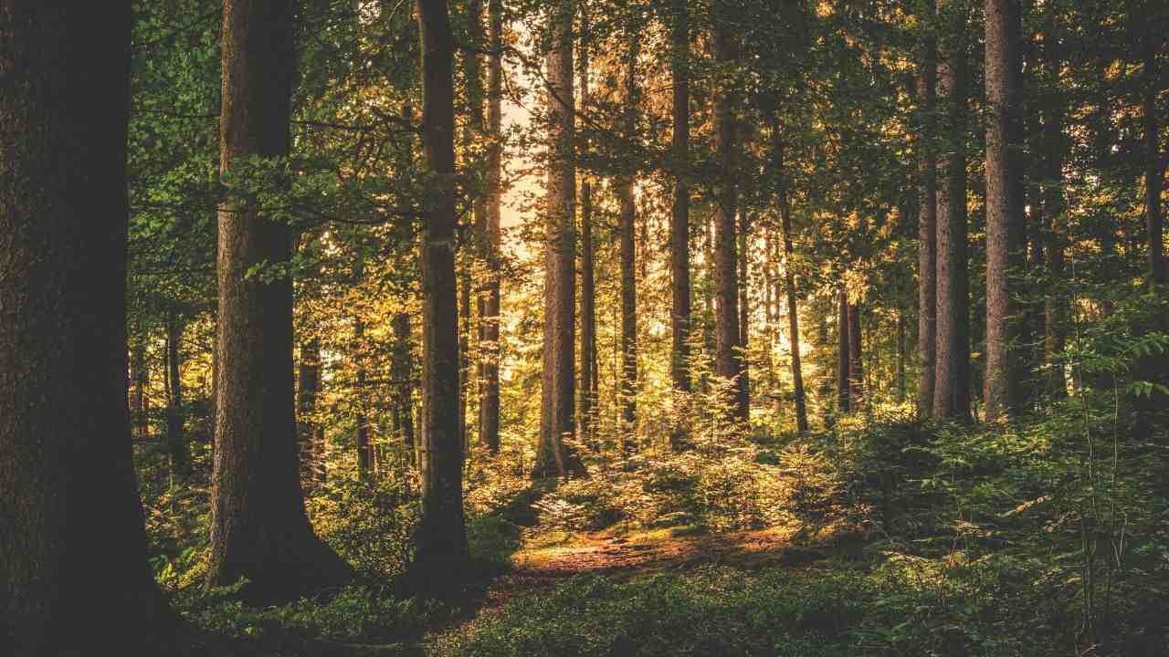 Montereale Valcellina uomo morto sentiero funghi