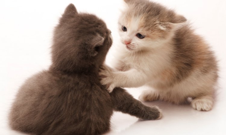 gatti litigano calmarli segreto lotta trucco metodo