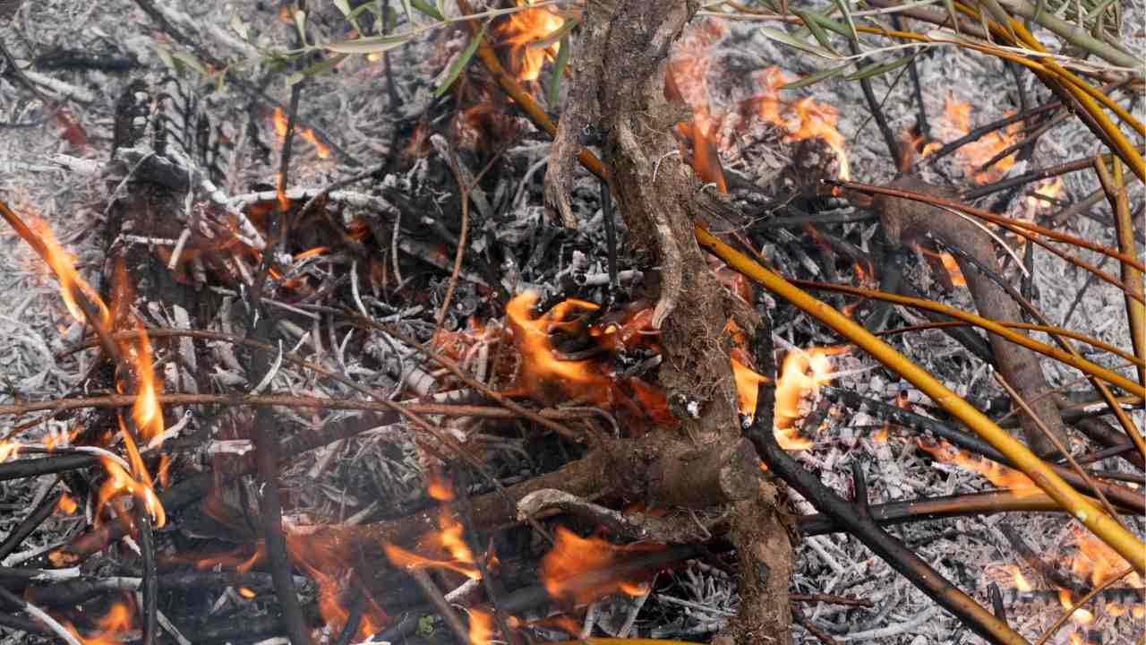 Cerda pensionato morto brucia sterpaglie terreno