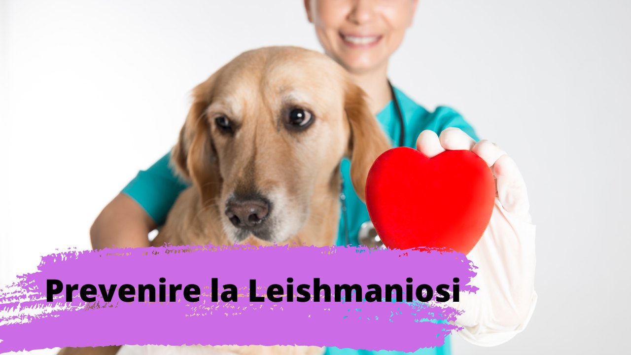 leishmaniosi cane sintomi cura prevenzione