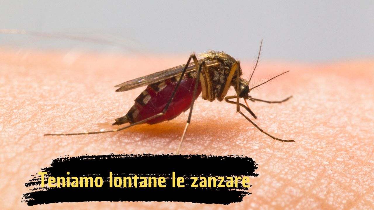 Estate zanzare insetti