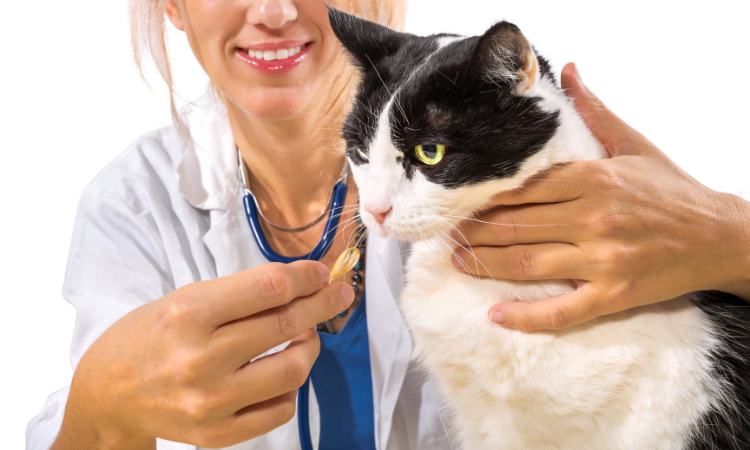 medicina gatto trucchi metodi come fare