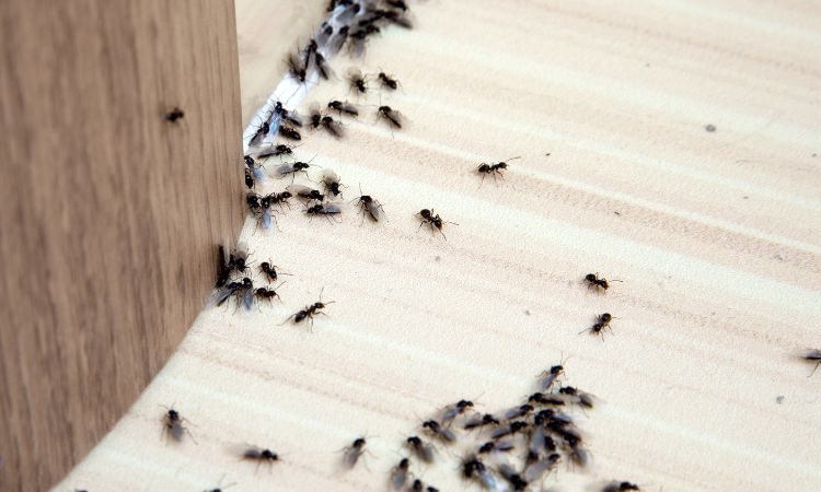 pasta formiche rimedi