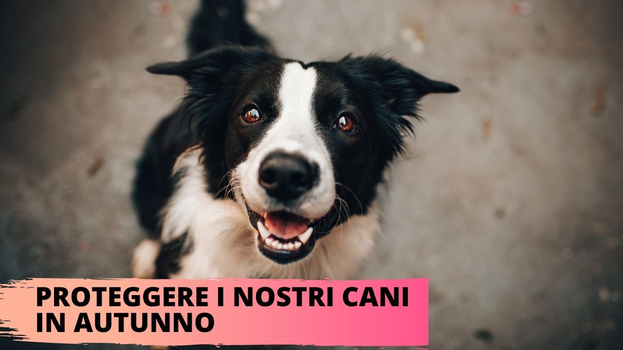 Cani gatti pulci