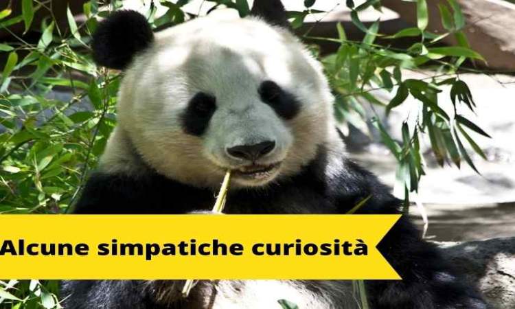 Curiosità sul Panda