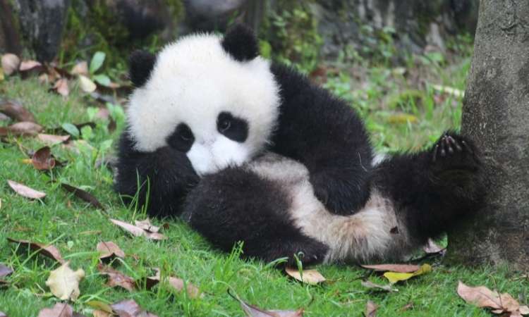 Curiosità sul Panda