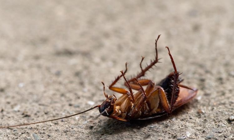 Scarafaggi malattia schiacciarli infestazione insetti veleno metodi trucchi colla uccidere casa