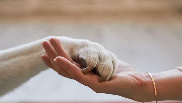 agevolazioni disponibili nel 2024 per le cure degli animali domestici