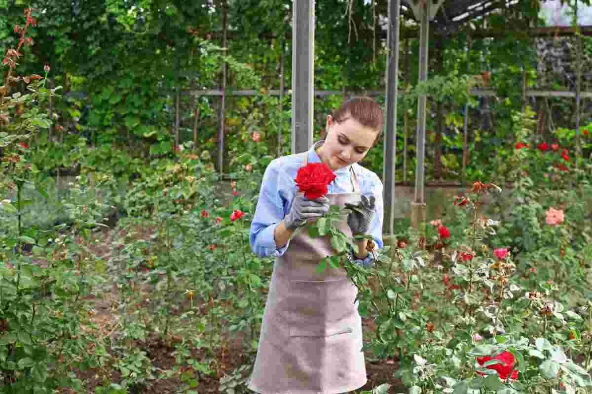 Come curare le rose