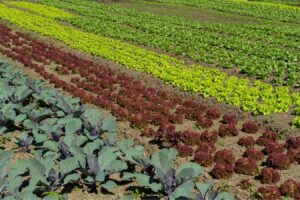 come curare il proprio orto o giardino, durante l'inverno