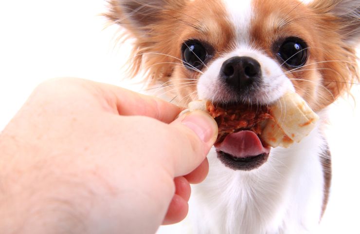 Prepara con le tue mani degli snack per il tuo cane deliziosi e sicuri! 