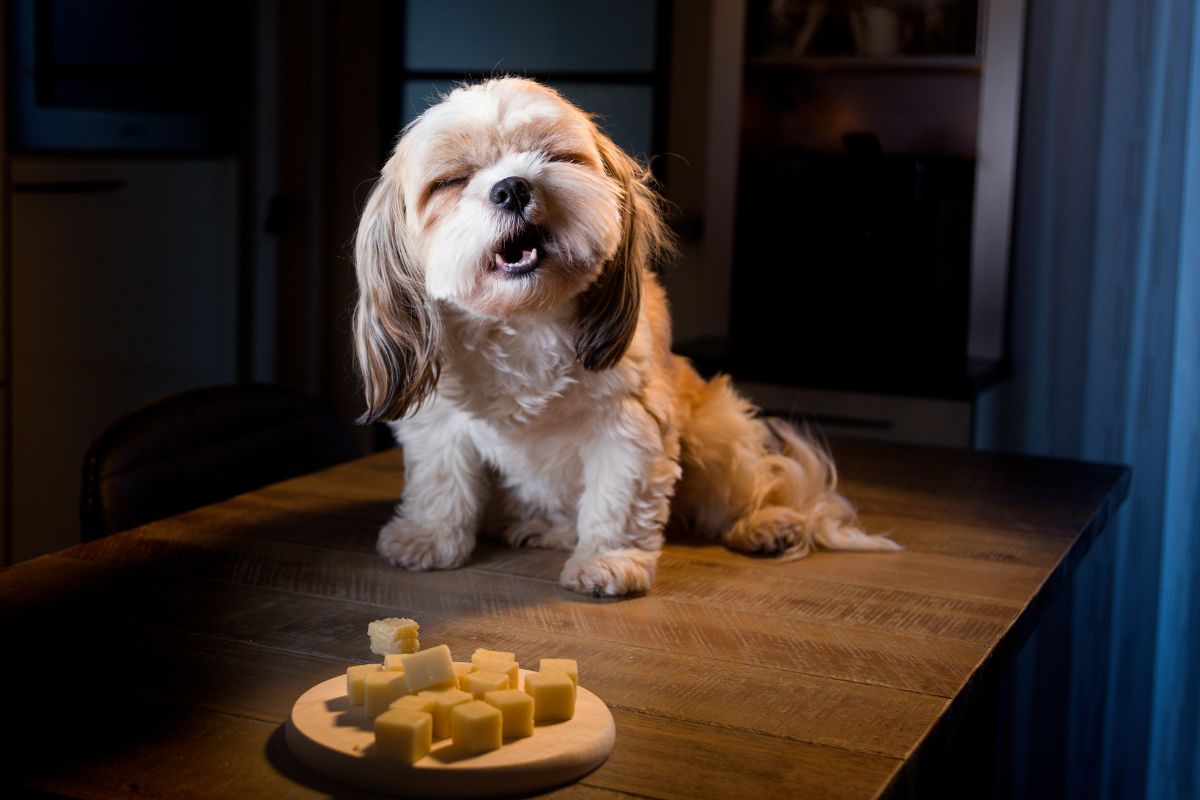 Snack sani e naturali per il tuo cane! Scopri come prepararli facilmente a casa.